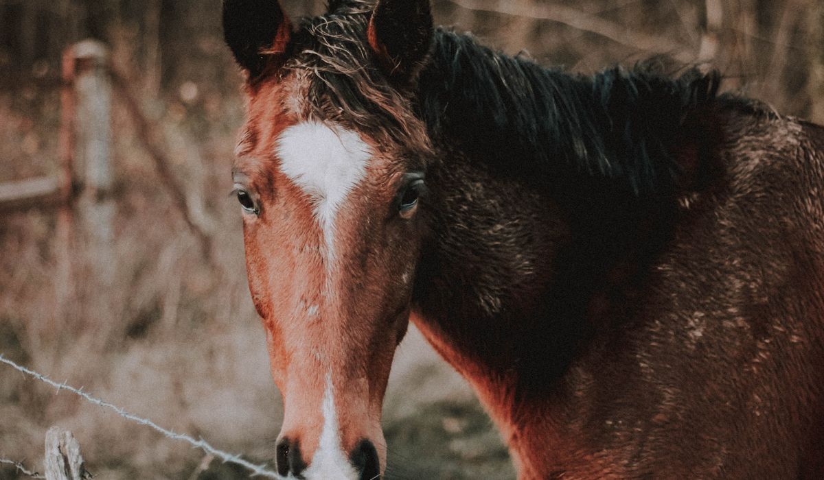 Barefoot vs Shod: Making a Choice