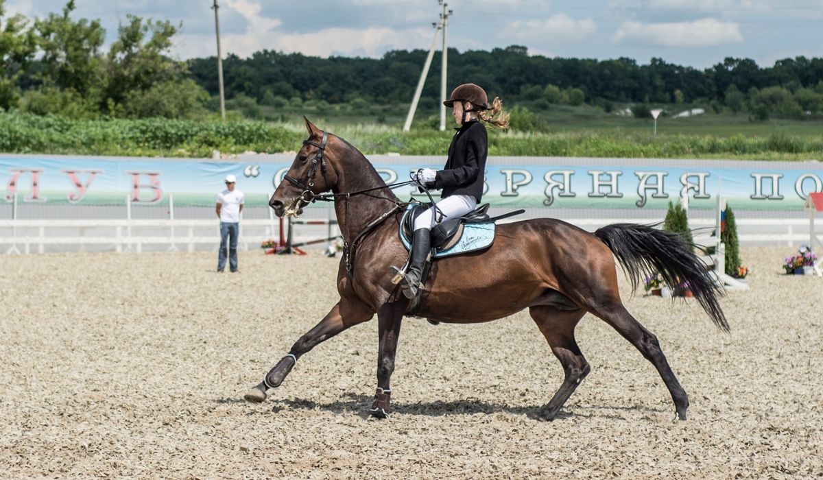 Caring for Leather Tack in Wet Weather