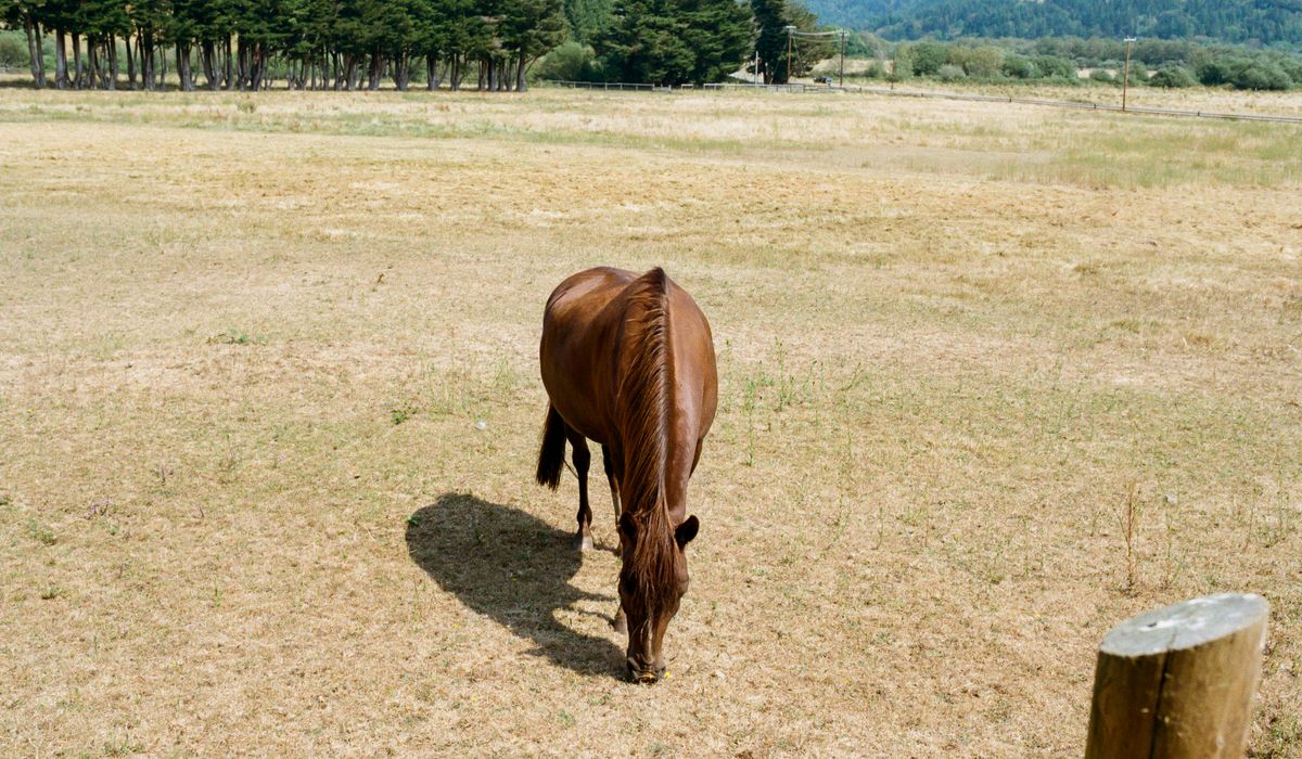 Creating Mud-Free Gateways for Winter Turnout