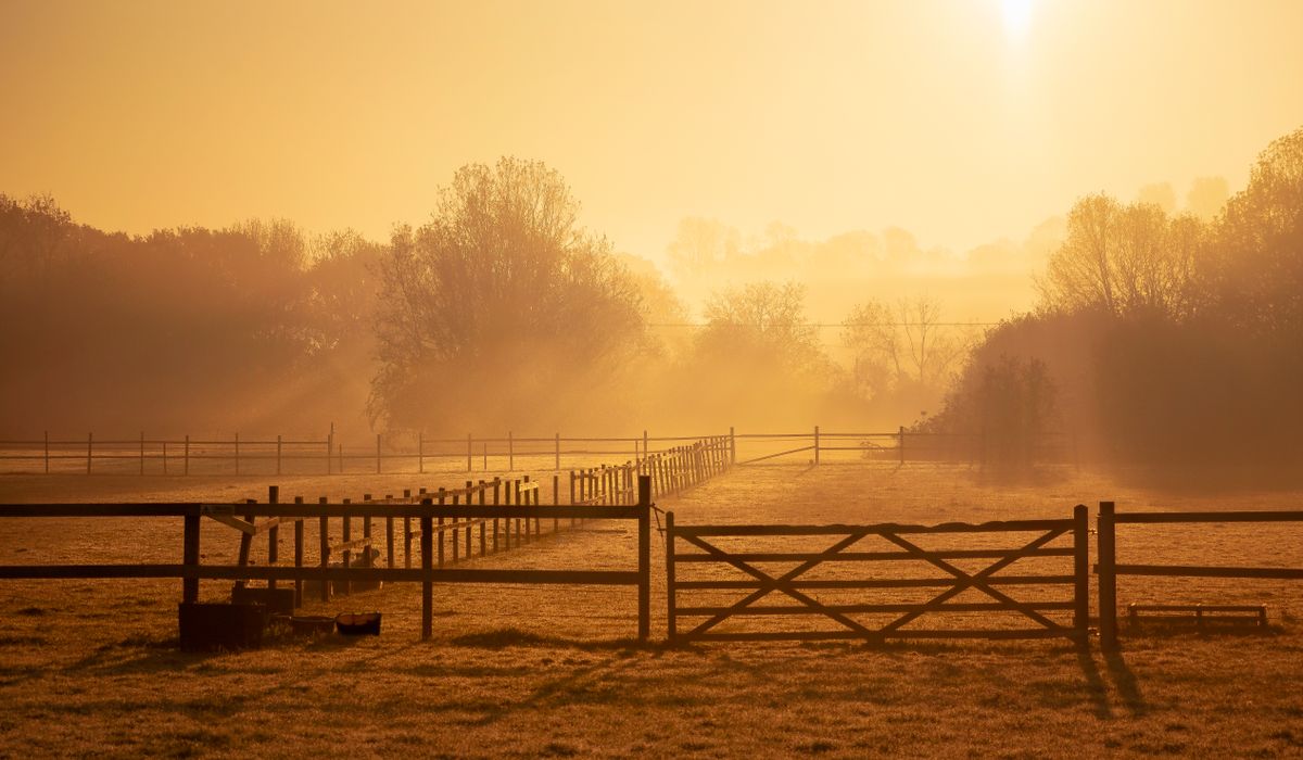Daily Stable Routine for Happy Horses