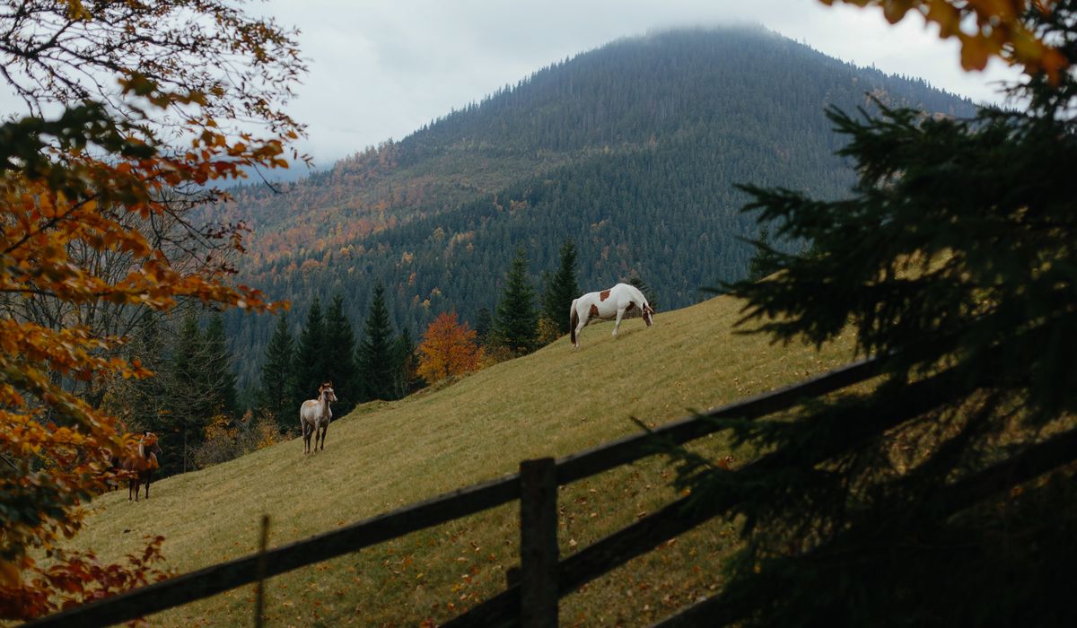 How to Maintain Safe Fencing Around Your Horse Paddock