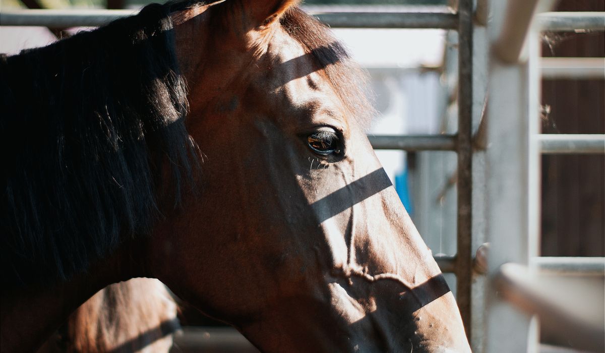 Improving Your Rising Trot in the School