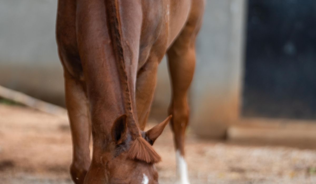 Keeping Horses on a Smallholding in Britain