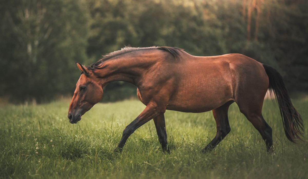 Recognising Early Warning Signs of Laminitis