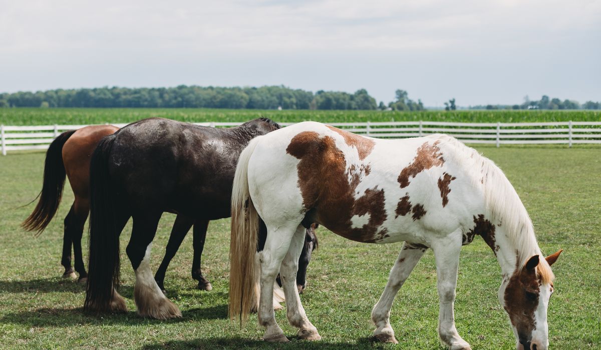 Recognising Signs of Colic in Your Horse