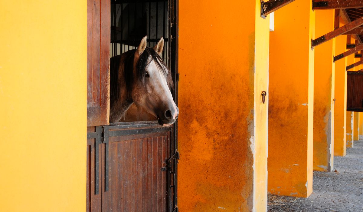 Understanding Equine Cushing's Disease and Its Management