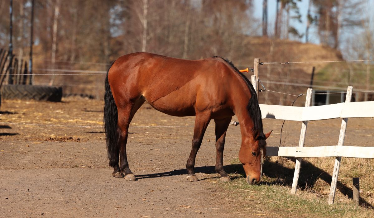 Winter Feeding Tips for Good Horse Condition